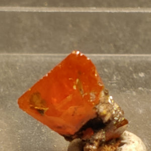 Wulfenite from Red Cloud Mine, Arizona.  1 cm #5245