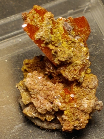 Wulfenite from Red Cloud Mine, Arizona.  2 cm #5253